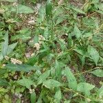 Persicaria maculosa Levél