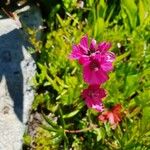 Sidalcea oregana 花
