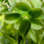Helleborus foetidus Fruto