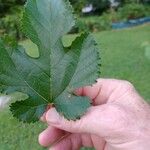 Morus rubra Leaf