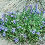 Penstemon hallii Habitus