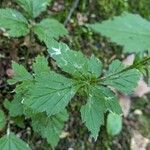 Geum canadense पत्ता