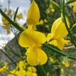 Genista aetnensis Flower