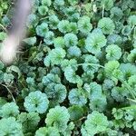 Hydrocotyle sibthorpioides Leaf