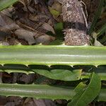 Bromelia pinguin Leaf