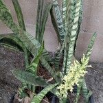 Dracaena hyacinthoides Лист