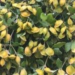 Guaiacum officinale Frouezh