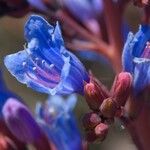 Echium thyrsiflorum Žiedas