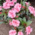 Impatiens hawkeri Квітка