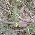 Goodenia heterophylla Fleur
