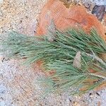 Pinus sylvestris Leaf