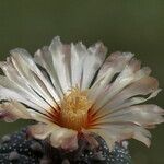 Astrophytum asterias Цветок