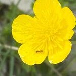 Ranunculus carinthiacus