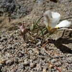 Calochortus leichtlinii Virág