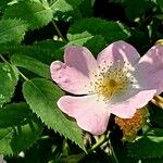 Rosa micrantha Blomma