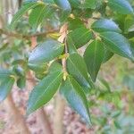 Camellia lutchuensis Leaf