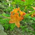 Rhododendron calendulaceumBlüte