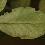 Siparuna decipiens Yaprak