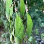 Platypodium elegans Hedelmä