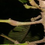 Pausandra trianae Kabuk
