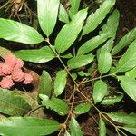 Guarea rhopalocarpa Leaf