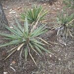 Yucca baccata Hábito