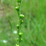 Myagrum perfoliatum Hedelmä