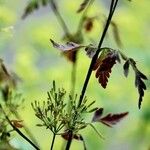 Chaerophyllum temulum Other