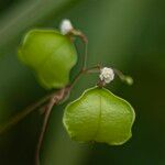 Cardiospermum halicacabum 花