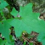 Lactuca muralis Leaf