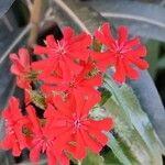 Silene chalcedonica Flower