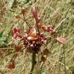 Allium oleraceum Fruit