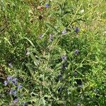 Echium vulgare Hábito