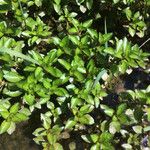 Ludwigia palustris برگ