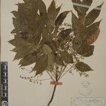 Toxicodendron succedaneum Other