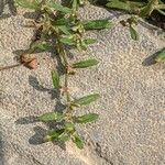 Polygonum plebeium Plante entière