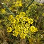 Foeniculum vulgareफूल