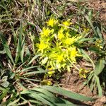 Sanicula arctopoides Blüte