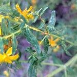 Hypericum perfoliatum Blad