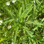 Achillea nobilisFolha