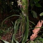 Aechmea angustifolia Агульны выгляд