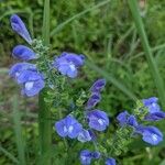 Scutellaria integrifolia 花