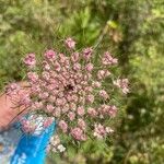 Daucus carotaফুল