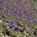 Phacelia calthifolia Habitatea