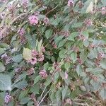 Callicarpa bodinieri 整株植物