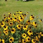 Rudbeckia triloba फूल