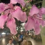 Ceiba speciosa Flower