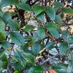 Cotoneaster integerrimus Blad