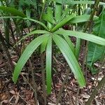 Rhapis excelsa Hostoa