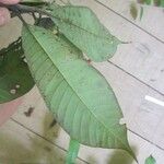 Isertia spiciformis Leaf